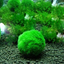 MSP Marimo Patara Canlı Yosun Topu 3-5 cm Canlı Kolay Akvaryum ve Su Bitkisi