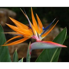 MSP Dünyam 5 Adet Bird Of Paradise,strelitzia Reginae Tohumu
