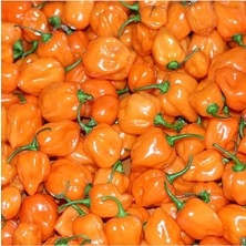 MSP Adet Turuncu Habanero Acı Biber Tohumu