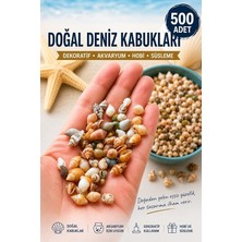 MSP Market 500 Adet Natural Minik Akvaryum Deniz Kabuğu Nassa Shell Karışık Minyatür Deniz Kabuğu