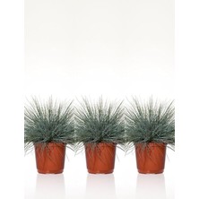 MSP Osmanlı Çimi Fidanı, 3 Adet Saksılı, 20-40 Cm, Festuca Glauca, Bahçe Bitkisi