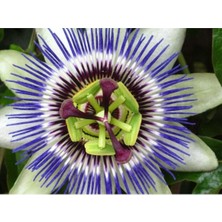 MSP Dünyam 5 Adet Blue Passion (Passiflora Caerulea) Tohumu