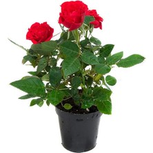 MSP Yediveren Kırmızı Gül Fidanı 1 Adet Saksılı/tüplü 10-15CM Bahçe Bitkisi (Red Rose)