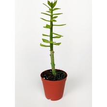 MSP Spathulata Aşı Kök Bitkisi 5.5 cm Saksıda