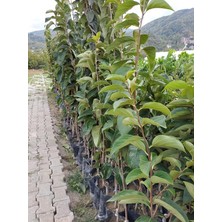 MSP Yaş Hachıya Trabzon Hurma Fidanı