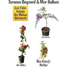 MSP Decor & Plant Turuncu Begonvil Çiçeği, Mor Salkım Ağacı Fidanı, Buz Çiçeği Hediyeli Bahçe Peyzaj Seti