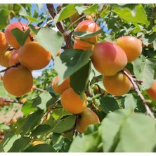 MSP Yaş Orange Ruby Kayısı Fidanı