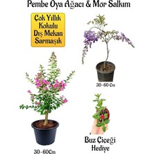 MSP Decor & Plant Pembe Oya Ağacı Fidanı, Mor Salkım Ağacı Fidanı, Buz Çiçeği Hediyeli Bahçe Peyzaj Seti, 30-60 cm
