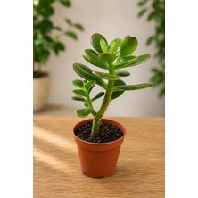 MSP Feng Shui Para Ağacı Fidanı 10-20 cm
