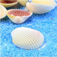 MSP Home Deniz Kabuğu 250 gr Paket Hobi, Akvaryum, Dekorasyon Beyaz