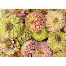 MSP Dünyam 10 Adet Queen Lime With Blush Zinnia Tohumu