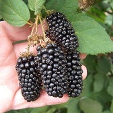 MSP Jumbo Böğürtlen Fidanı