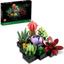 MSP Botanicals Sukulentler 10309