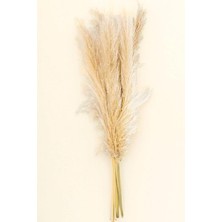 MSP (Cortaderia Selloana) – Doğal ve Şık Dekoratif Bitki