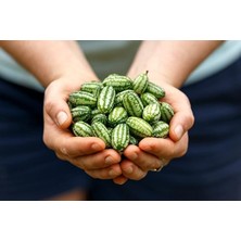 MSP Adet Cüce Cucamelon (Salatalık) Tohumu
