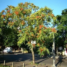 MSP Ağacı Tohumu (50TOHUM)