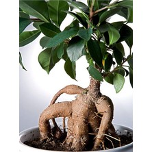 MSP Ginseng Bonsai 1 Adet Saksılı 40-60 cm Iç Mekan Salon Ofis Bitkisi (Ficus Microcarpa)
