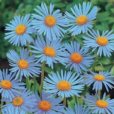 MSP Mavi Erigeron Çiçeği Tohumu(50 Tohum)