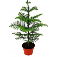MSP Çamı Arokarya Araucaria 50 60 cm Ev Bitkisi Ofis Bitkisi Salon Bitkisi Çam Ağacı Iç Mekan Çam