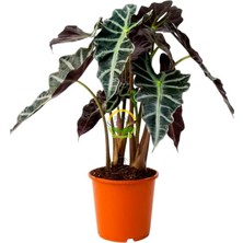 MSP Kulağı Bitkisi Alocasia Amazonica Polly 30-40 cm