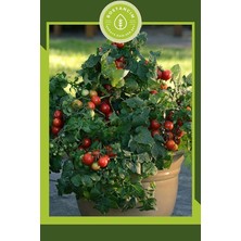 MSP Bodur Cherry Domates Tohumu, 30 Adet