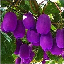 MSP Dünyam Nadir Ithal Mor Kivi Ağacı Tohumu 5 Adet Tohum Purple Kivi