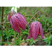 MSP Dünyam 10 Adet Checker Lıly Fritillaria Affinis Chocolate Tohumu