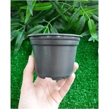 MSP Saksı 40 Adet 9x7 cm 0,29 Lt Gri Plastik Saksı Fide Üretim Saksısı