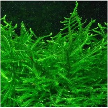MSP Dubyana Java Moss 10X10CM Canlı Bitki