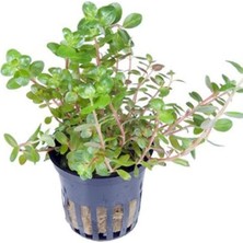 MSP Rotundifolia Saksı Canlı Bitki