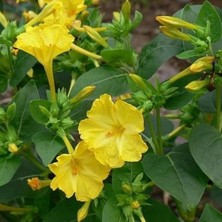 MSP Rüya Yellow Akşam Sefası Çiçeği Tohumu(20