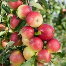 MSP Aşılı Tam Bodur Aromalı Amasya Misket Elma Fidanı