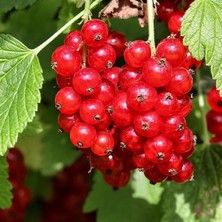 MSP Kırmızı Red Lake Frenk Üzümü Fidanı