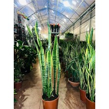 MSP Çiçeği Paşa Kılıcı Sansevaria Ev Bitkisi Ofis Bitki Salon Bitkisi 40-50 cm