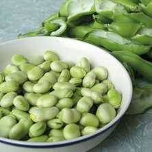 MSP Verimli Erkenci Sakız Bakla Tohumu (50 Gr)