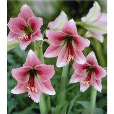 MSP Dünyam 10 Adet Pink Amaryllis Vittata Tohumu