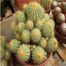 MSP Look Copiapoa Haseltoniana Cactus Kaktüs Tohumu TH-9154684654673