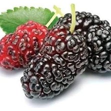 MSP Yediveren Karadut Fidanı 3 Yas (Aşılı)