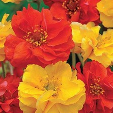 MSP Dayanıklı Katmerli Mixed Geum Çiçeği Tohumu(20 Tohum)