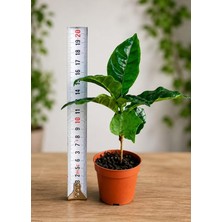 MSP Arabica Kahve Fidanı Fidesi 2 Adet