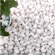 MSP Dolomit Taş, 1 Kg, 1,5-2,5 Cm, Dere Çakıl Taşı, Bahçe Süs Taşı, Saksı Teraryum Akvaryum Taşı