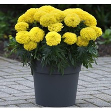 MSP Çiçeği (Marigold Büyük Çiçek) Sarı Renkli - 10 Tohum
