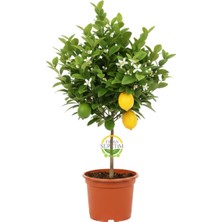 MSP Sepetim 5 Yaş Aşılı 7 Veren(Yediveren) Mayer Limon Fidanı *üzeri Meyveli*