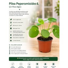 MSP Peperomioides Çin Para Ağacı Iç Mekan Bitkisi