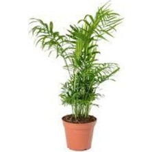 MSP Palmiyesi, Chamaedorea, 8cm Saksı, 30-35CM, Ev Ofis Salon Bitkisi