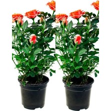 MSP Koyu Somon Rengi Gül Fidanı Aşılı Saksılı 2 Adet (50-70CM) Dış Mekan (Salmon Roses)