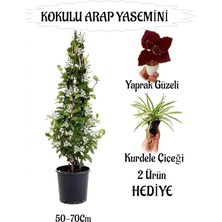 MSP Kokulu Arap Yasemini, 50-70 Cm, Kurdele Çiçeği Hediyeli