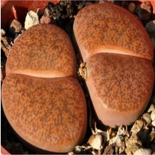 MSP Look Lithops Lesliei Sukulent Tohumu TH-DSHNGLOOKTHM059