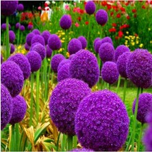 MSP Dünyam 20 Adet Giant Ball Onion Allium Christophii Huge Hardy Perennial Tohumu