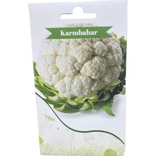 MSP Karnıbahar Tohumu 100 Adet
